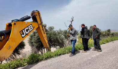 YAYMAN’IN GİRİŞİMLERİYLE HASSA’DA DELİCE ZEYTİNLER EKONOMİYE KAZANDIRILIYOR